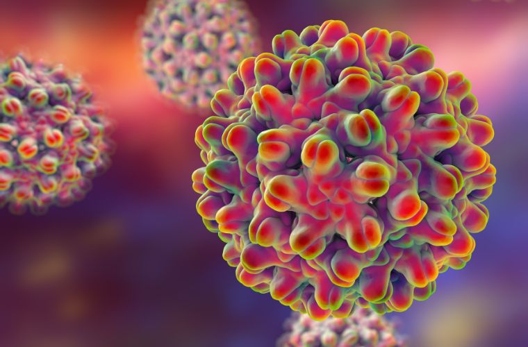 乙型肝炎病毒示意图，法拉盛荆彤肠胃中心肝病诊疗